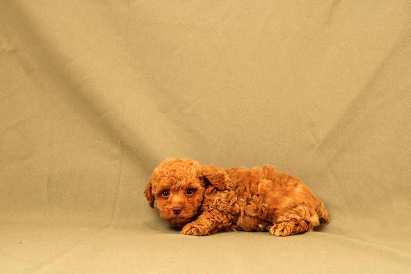 puppy, for, sale, Toy Poodle, Matthew B. Stoltzfus, dog, breeder, Gap, PA, dog-breeder, puppy-for-sale, forsale, nearby, find, puppyfind, locator, puppylocator, aca